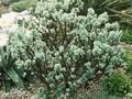 Salix aurita Image 1