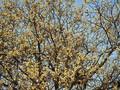 Salix caprea Image 1