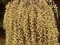 Salix caprea Kilmarnock Image 1