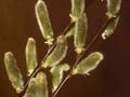 Salix caprea Silberglanz Image 1