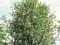Salix cinerea Image 1