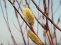 Salix daphnoides Image 1