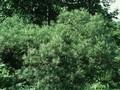 Salix elaeagnos Image 1