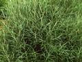 Salix elaeagnos Angustifolia Image 1