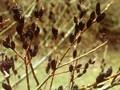 Salix gracilistyla var melanostachys Image 1