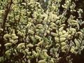 Salix hastata Wehrhahnii Image 1
