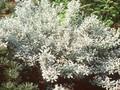 Salix helvetica Image 1