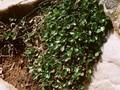 Salix herbacea Image 1