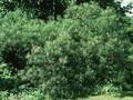 Salix incana Image 1