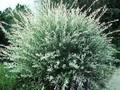Salix integra Albomaculata Image 1