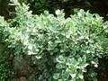 Salix lanata Image 1