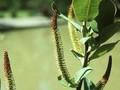 Salix magnifica Image 1