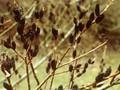 Salix melanostachys Image 1