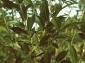 Salix pentandra Image 1