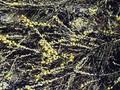 Salix repens Image 1
