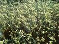 Salix repens var argentea Image 1