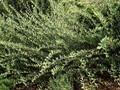 Salix repens Bergen Image 1
