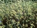 Salix repens subsp dunensis Image 1