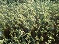 Salix repens var nitida Image 1