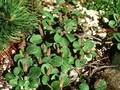 Salix reticulata Image 1
