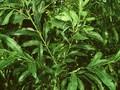 Salix smithiana Image 1