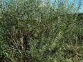Salix viminalis Image 1
