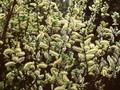 Salix wehrhahnii Image 1