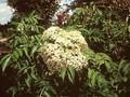 Sambucus canadensis Maxima Image 1