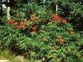 Sambucus racemosa Image 1
