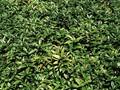 Sarcococca hookeriana var humilis Image 1