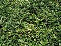 Sarcococca humilis Image 1