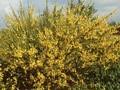 Sarothamnus scoparius Image 1