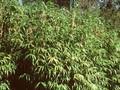Sasa japonica Image 1