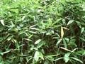 Sasa palmata Image 1