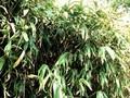Sasaella glabra Image 1