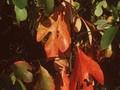 Sassafras albidum Image 1