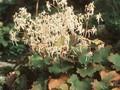 Saxifraga cortusifolia var fortunei Image 1