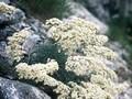 Saxifraga lantoscana Image 1