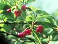 Schisandra grandiflora var rubriflora Image 1