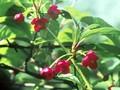 Schisandra rubriflora Image 1