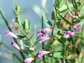 Scutellaria galericulata Image 1
