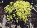Sedum krajinae Image 1