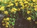 Sedum middendorffianum Image 1