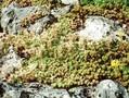 Sedum nevii Image 1