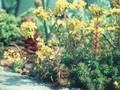 Sedum ochroleucum Centaurus Image 1