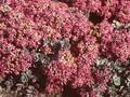 Sedum pluricaule Sachalin Image 1