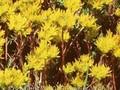 Sedum reflexum Minus Image 1