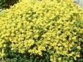 Sedum sexangulare Image 1