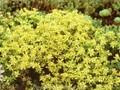 Sedum sexangulare Weisse Tatra Image 1