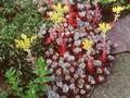 Sedum spathulifolium William Pascade Image 1